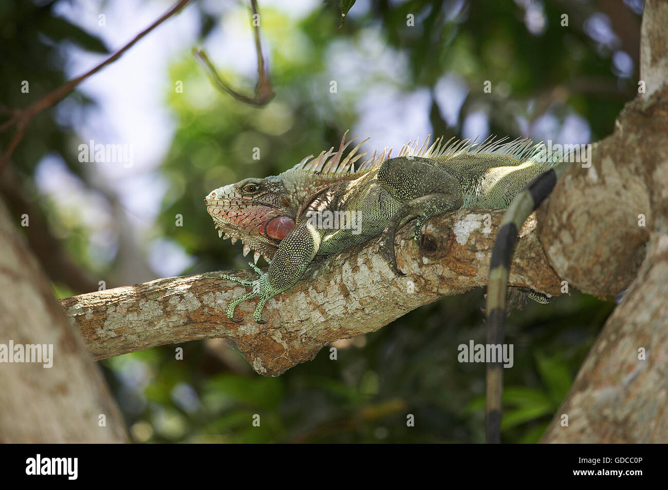 La iguana verde, Iguana iguana, Adulto posado en el árbol, Los Lianos en Venezuela Foto de stock