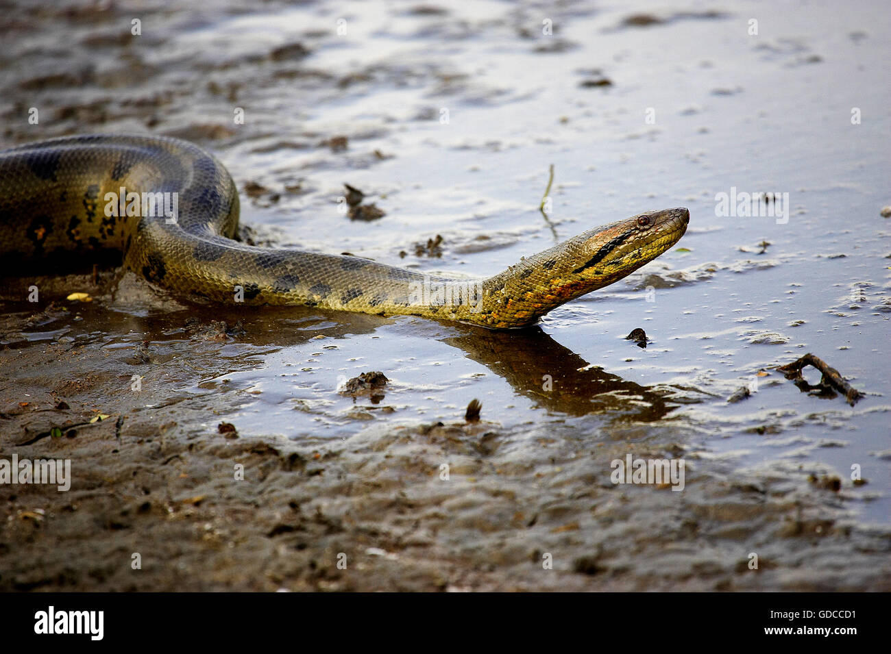 Anaconda verde, Eunectes murinus, Adulto en el agua, los Lianos en