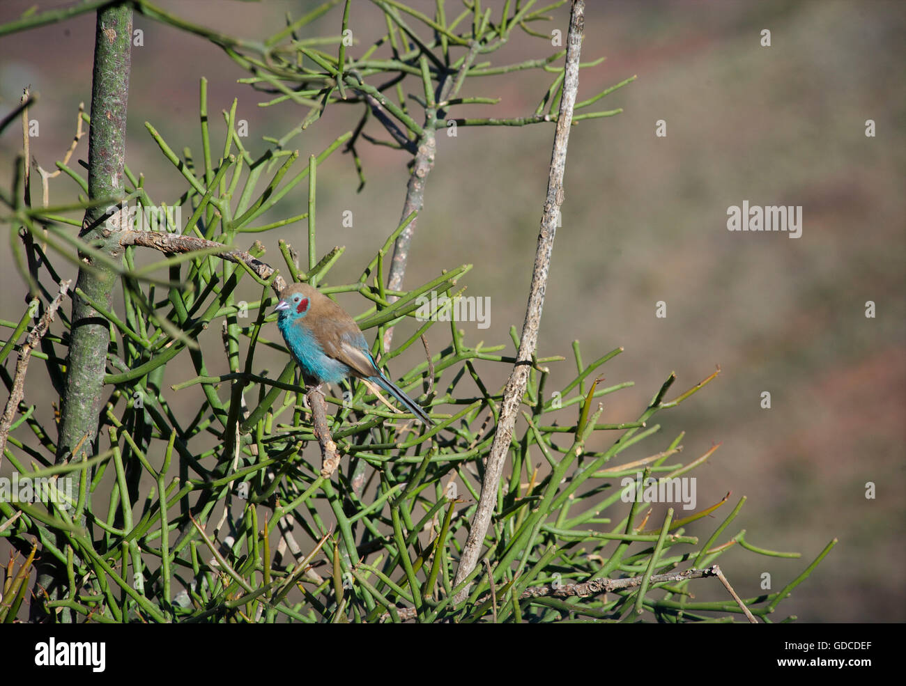 Cordonbleu Red-Cheeked finch, Etiopía Foto de stock
