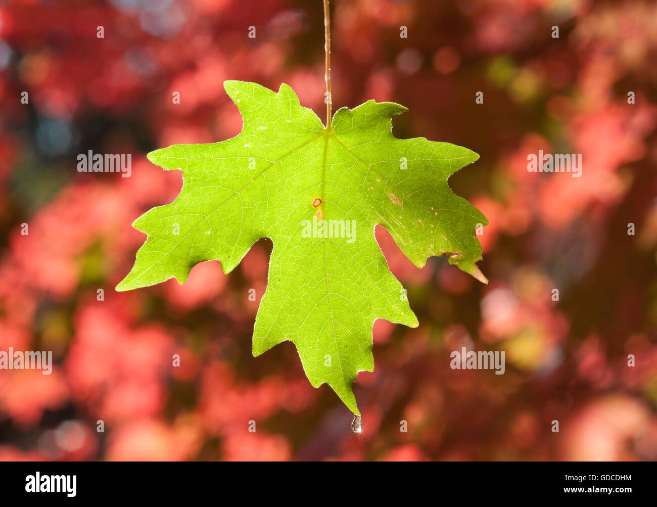 Detalle de cerca la foto de un verde hoja de arce rojo, rodeado por los colores de otoño en Utah. Foto de stock