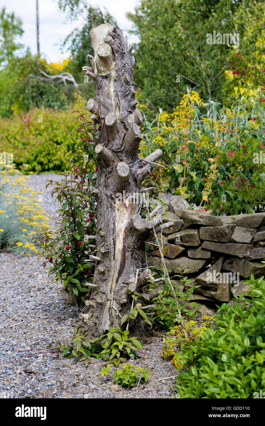 Tronco de árbol utilizado como característica de diseño de jardín, el Condado de Tipperary, Irlanda Foto de stock