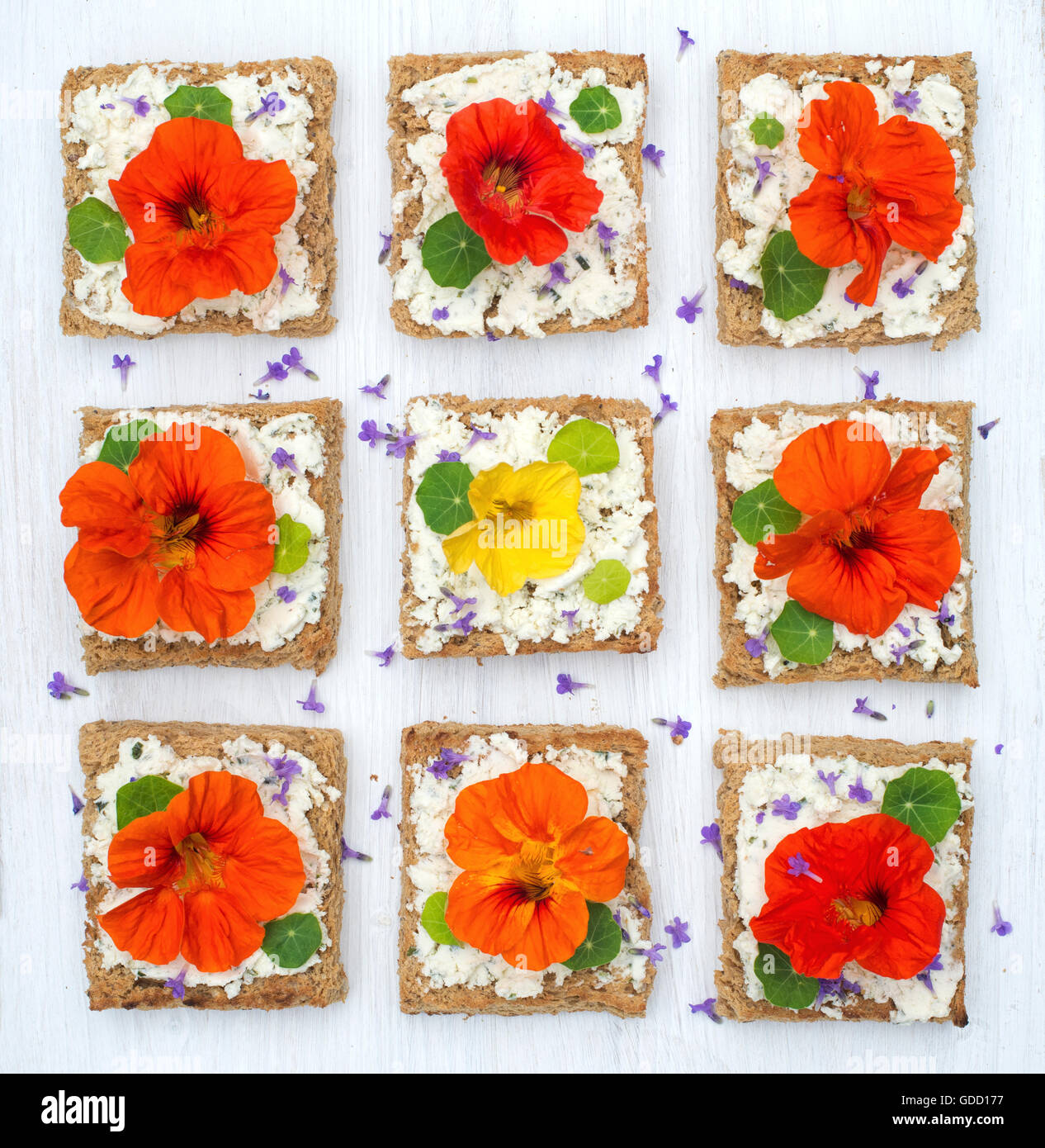 Tropaeolum majus. Nasturtium comestible y flores de lavanda de queso blando  y tostar pan integral Fotografía de stock - Alamy