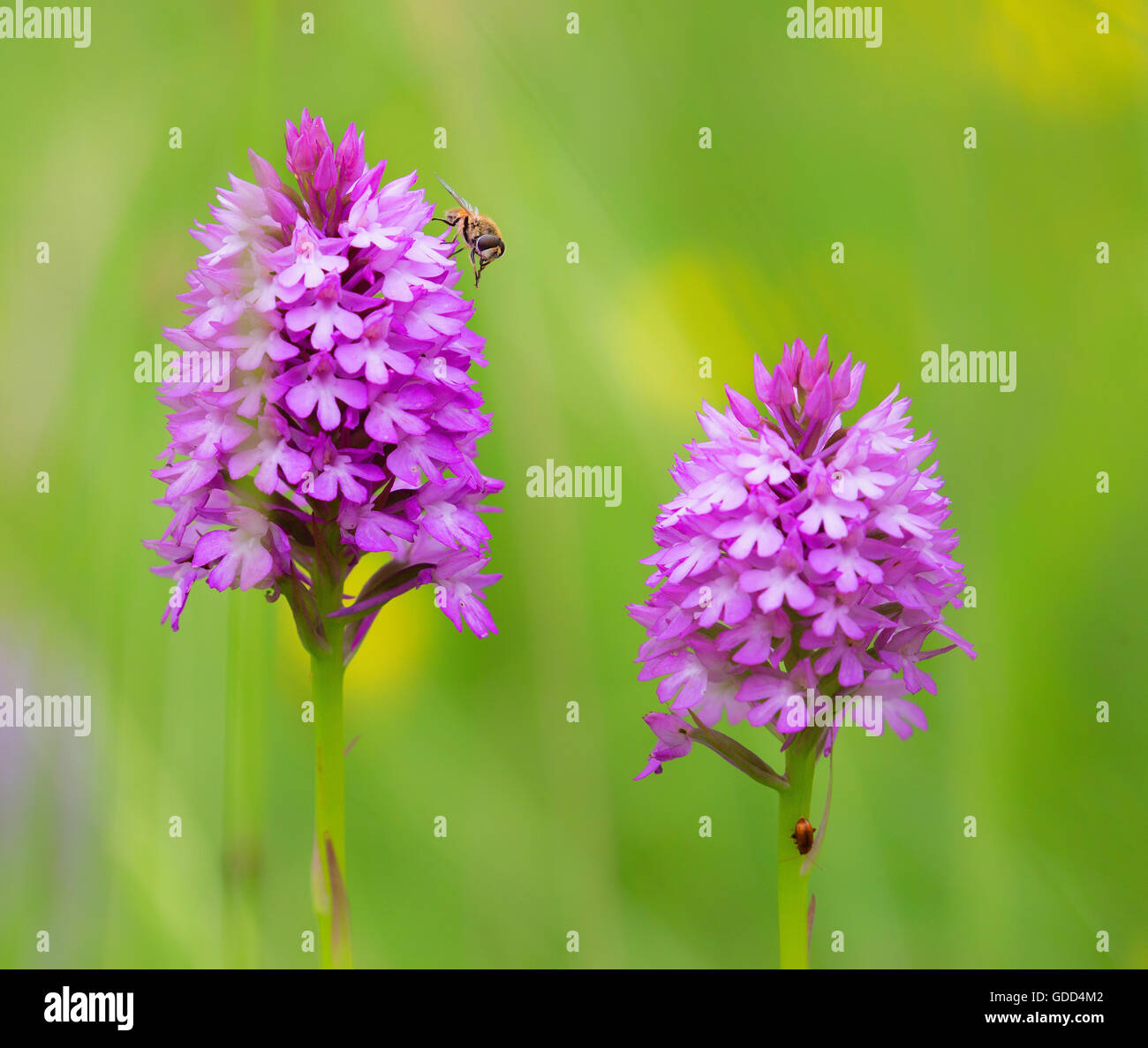 Par de orquídeas anacamptis pyramidalis piramidal con visitantes volar hover Foto de stock