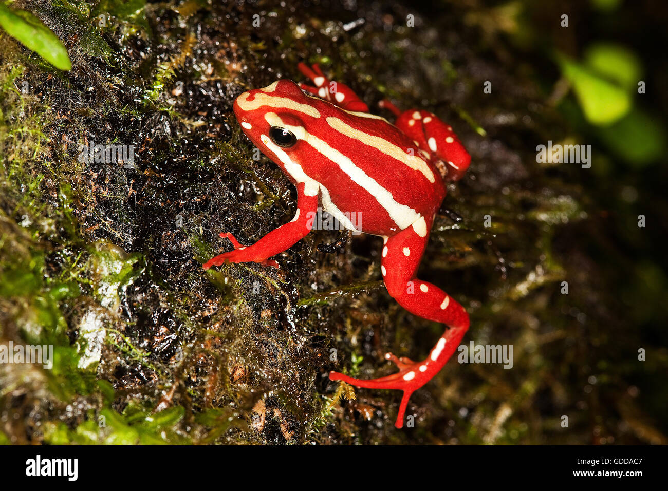 Phantasmal Poison rana Epipedobates tricolor, Adulto, ranas venenosas de América del Sur Foto de stock
