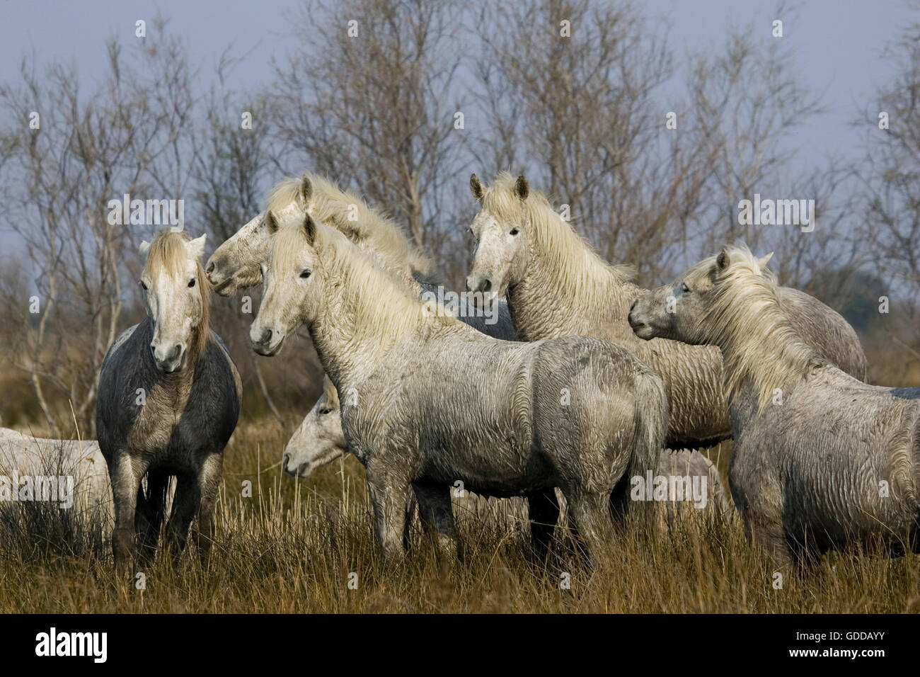 Caballo de Camargue, rebaño de pie en el pantano, Saintes