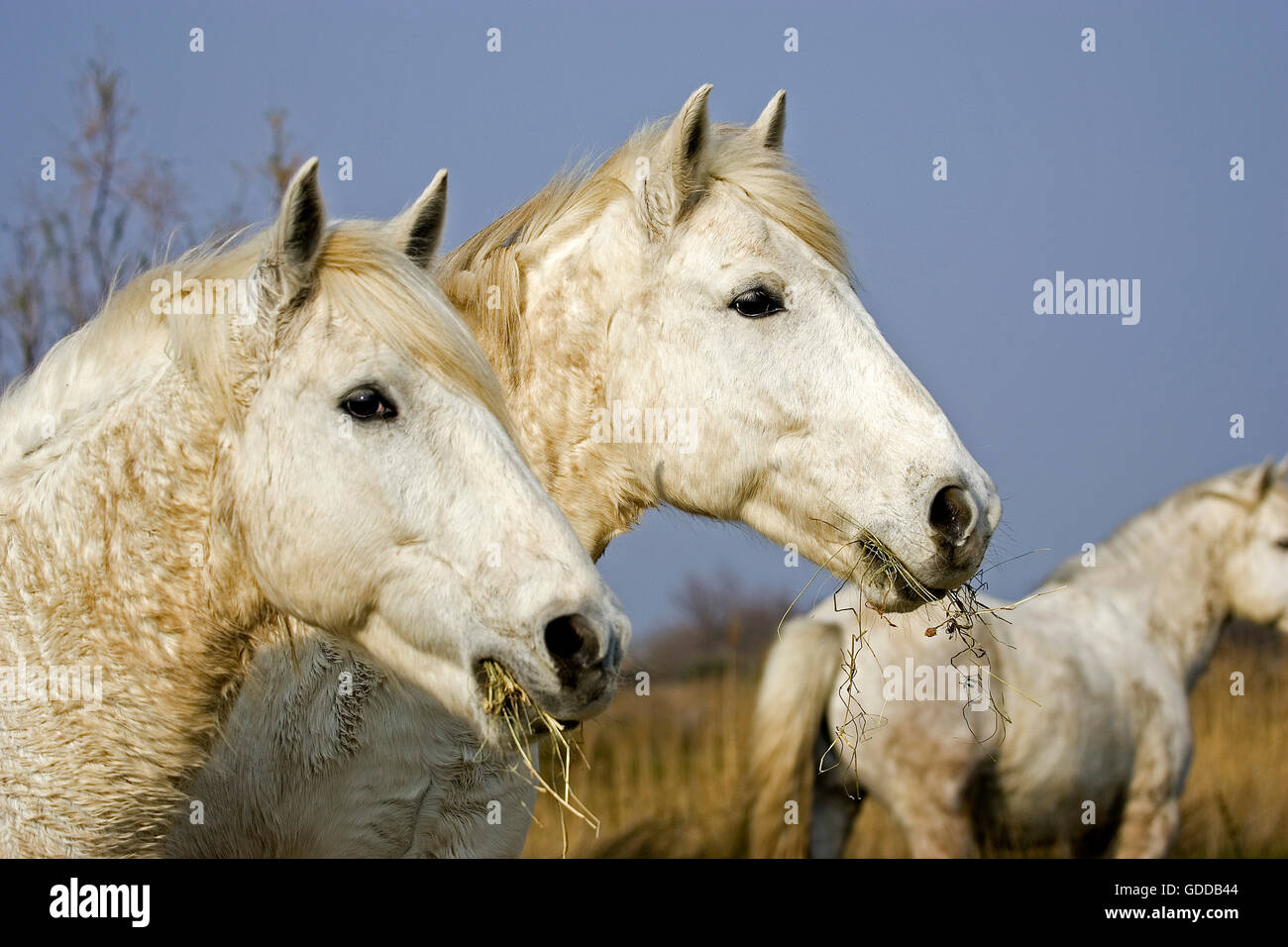 Caballo de Camargue, rebaño de pie en el pantano, Saintes