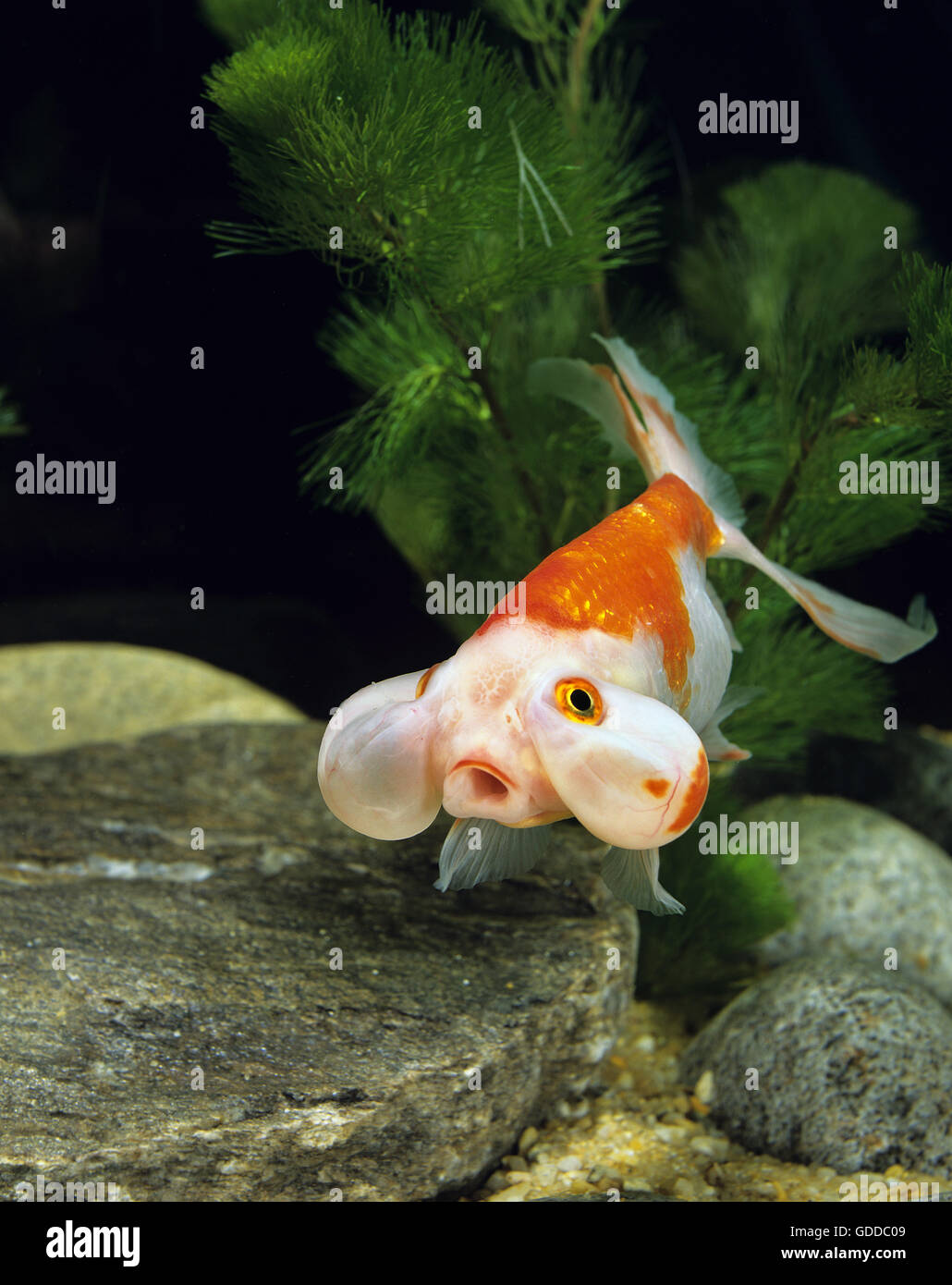 Ojo de burbuja, Goldfish Carassius auratus Foto de stock