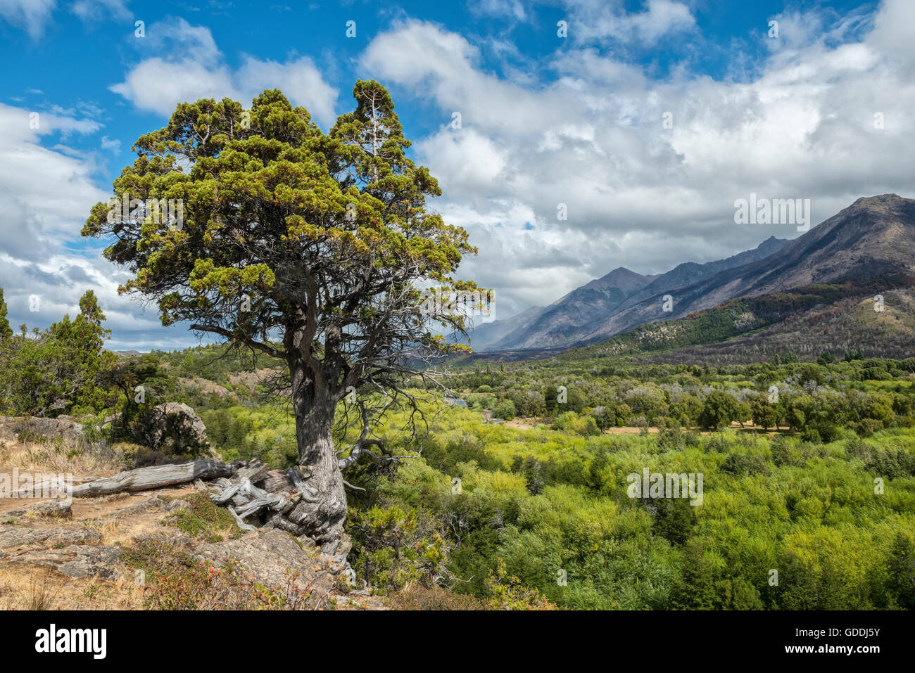 América del Sur, Argentina, Patagonia,Chubut,,Esquel, Parque Nacional Los Alerces Foto de stock