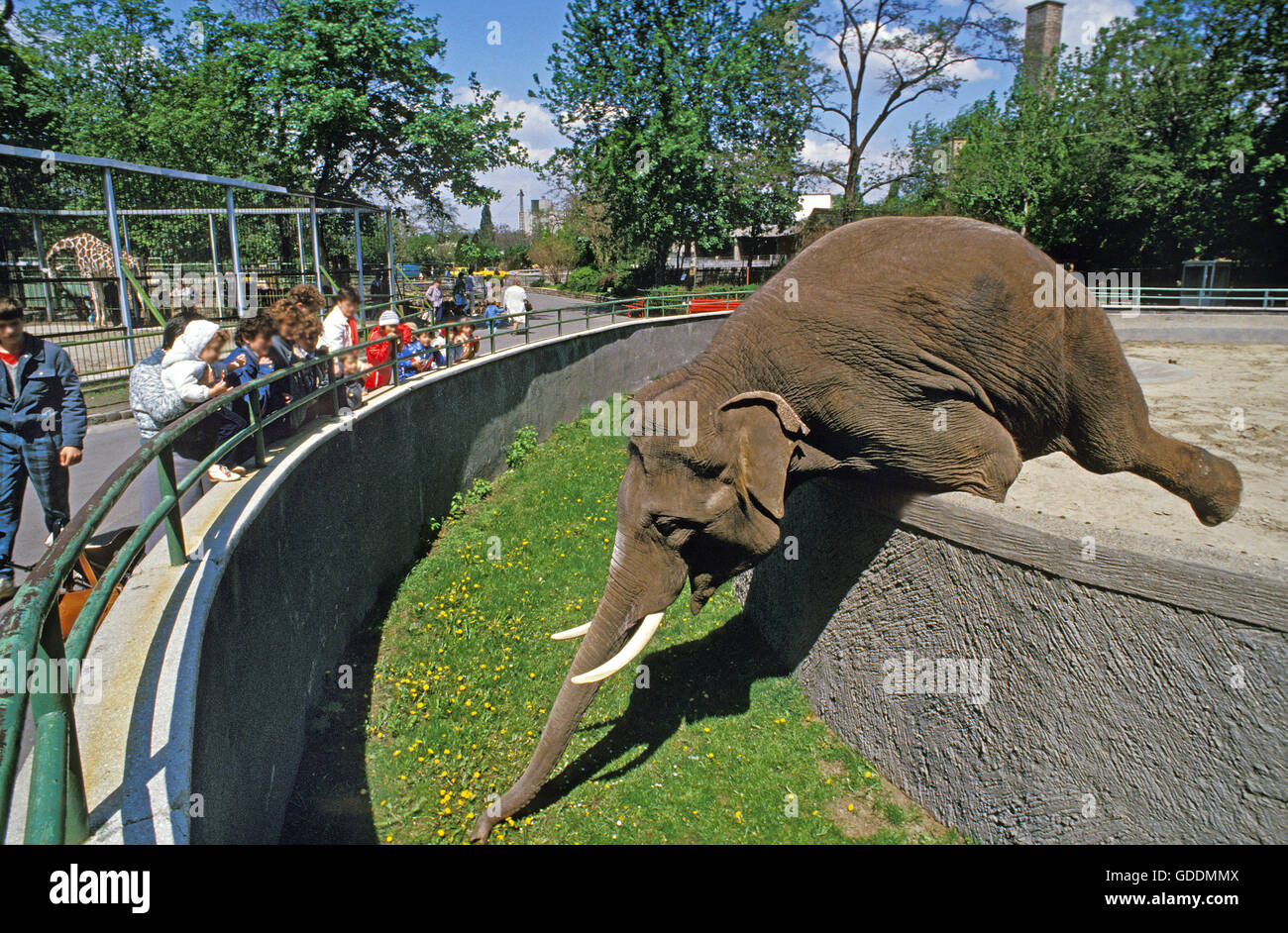 Elefante asiático, Elephas maximus, el Zoológico de Budapest en Hungría Foto de stock