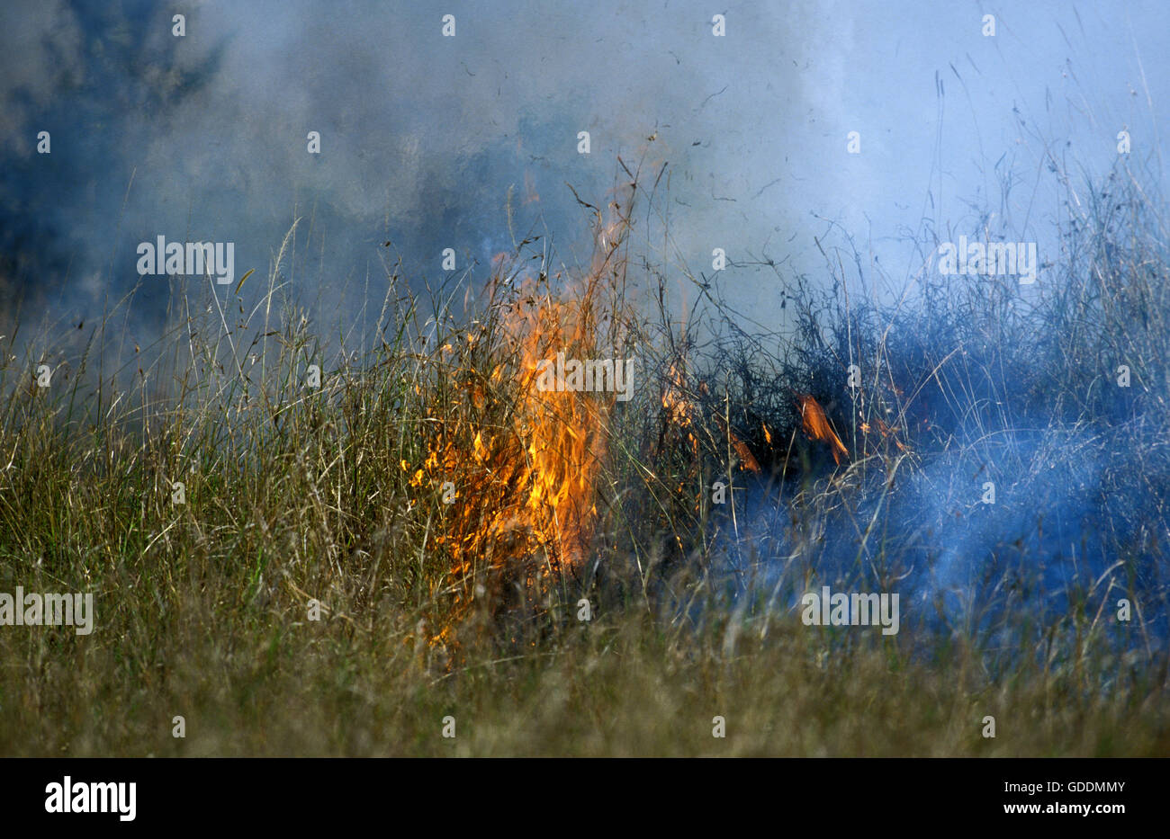Incendios, Parque de Masai Mara en Kenya Foto de stock