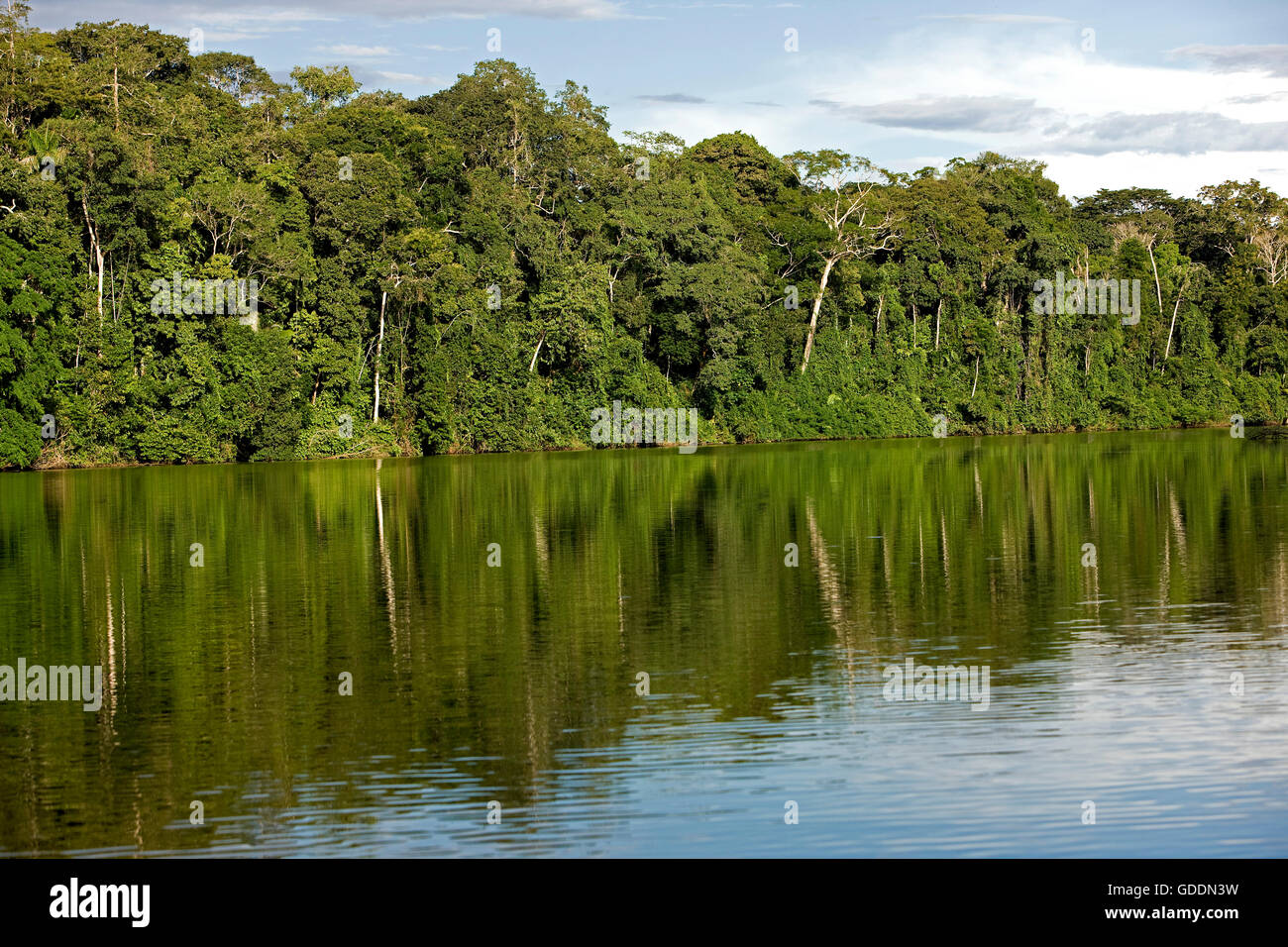 Selva y Río Madre de Dios, el Parque Nacional del Manu en Perú Foto de stock