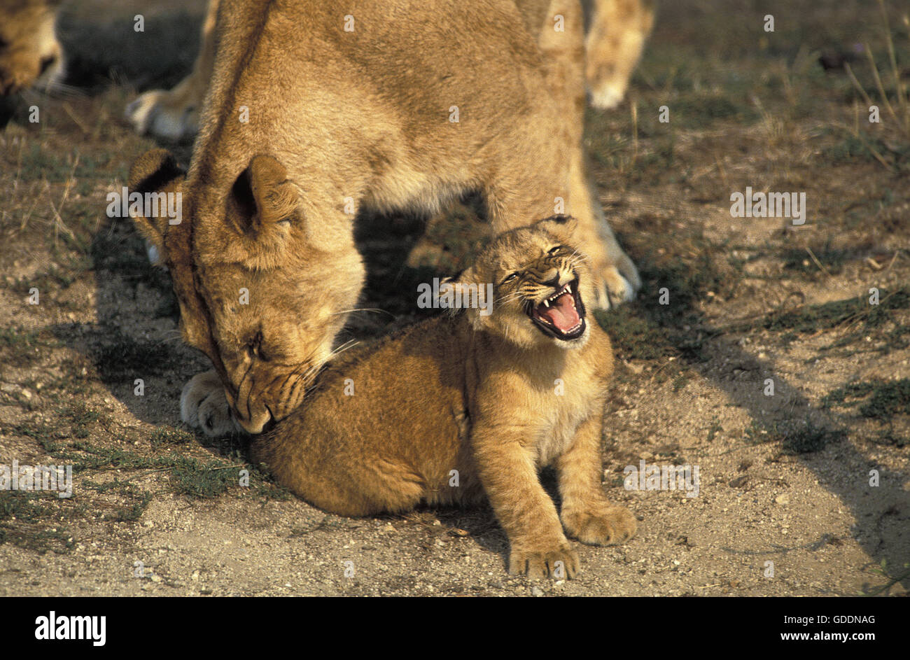 León Africano, Panthera leo, Madre morder Cub's Tail, Parque de Masai Mara en Kenya Foto de stock