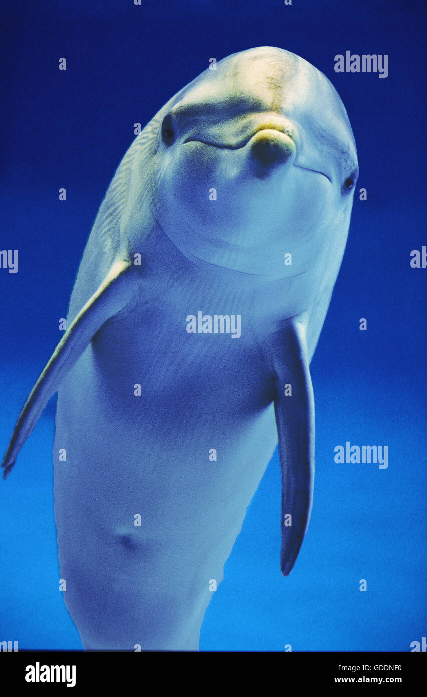 El delfín mular, tursiops truncatus Foto de stock