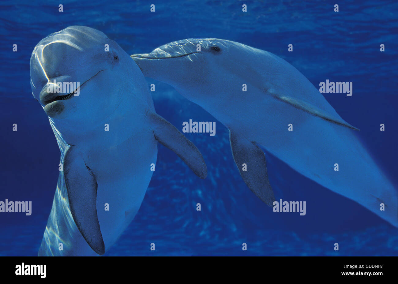 El delfín mular, tursiops truncatus Foto de stock