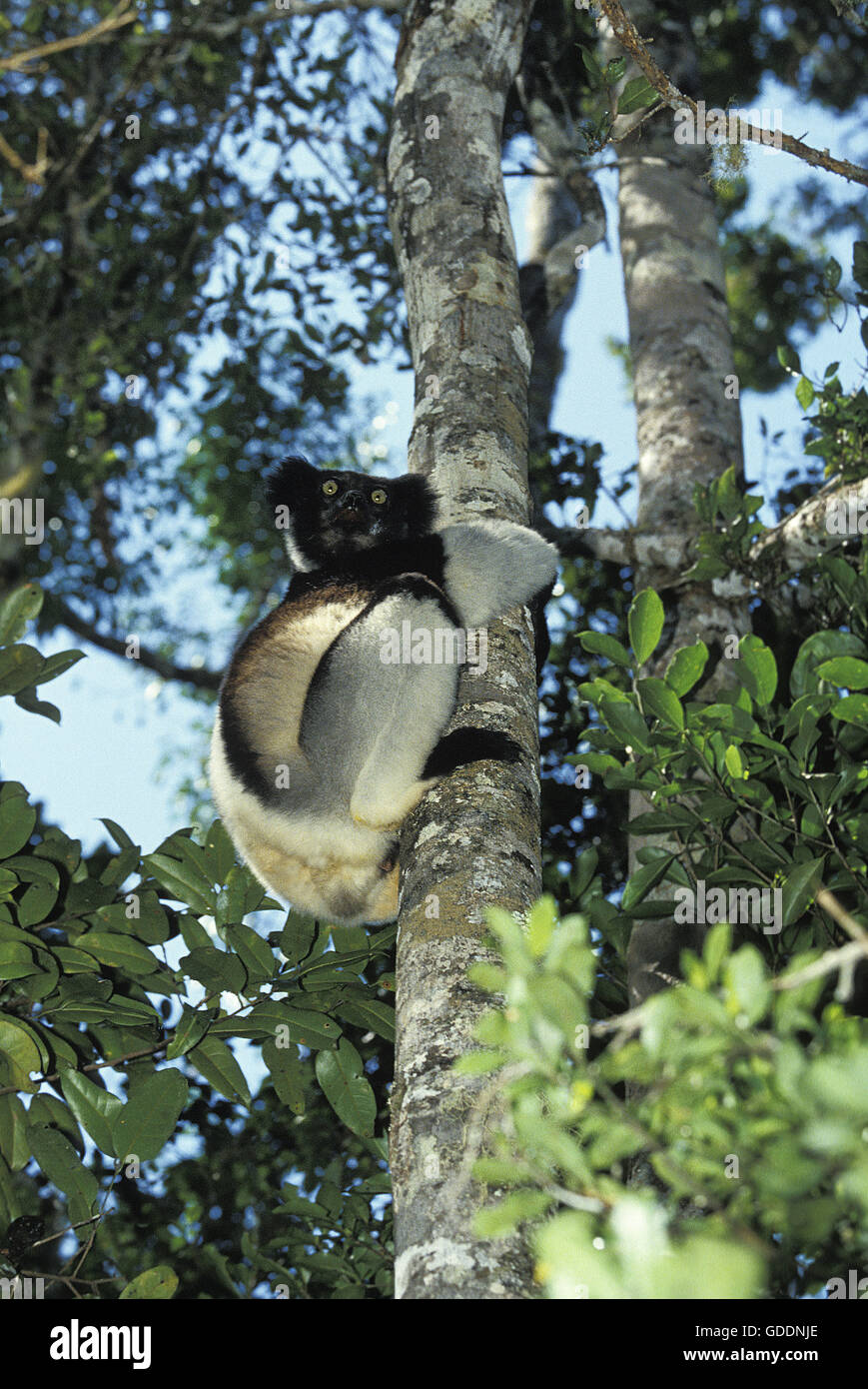 Indri indri indri, adulto, en Árbol, Madagascar Foto de stock