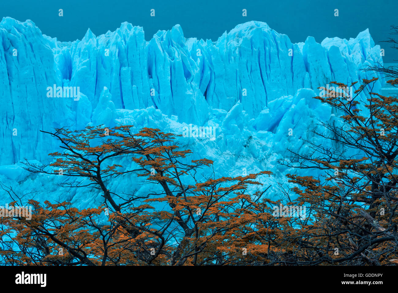 América del Sur, Argentina, Patagonia, Santa Cruz, El Calafate, Parque Nacional Los Glaciares,,glaciar Perito Moreno,,la UNESCO,World Foto de stock