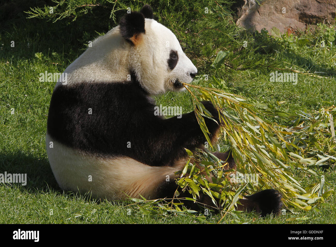 El panda gigante, Ailuropoda melanoleuca, adulto comiendo hojas de bambú Foto de stock