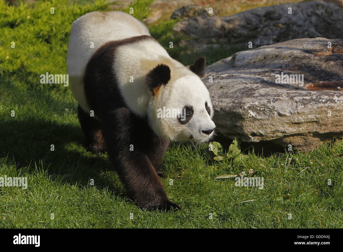 El panda gigante, Ailuropoda melanoleuca, adulto caminando Foto de stock