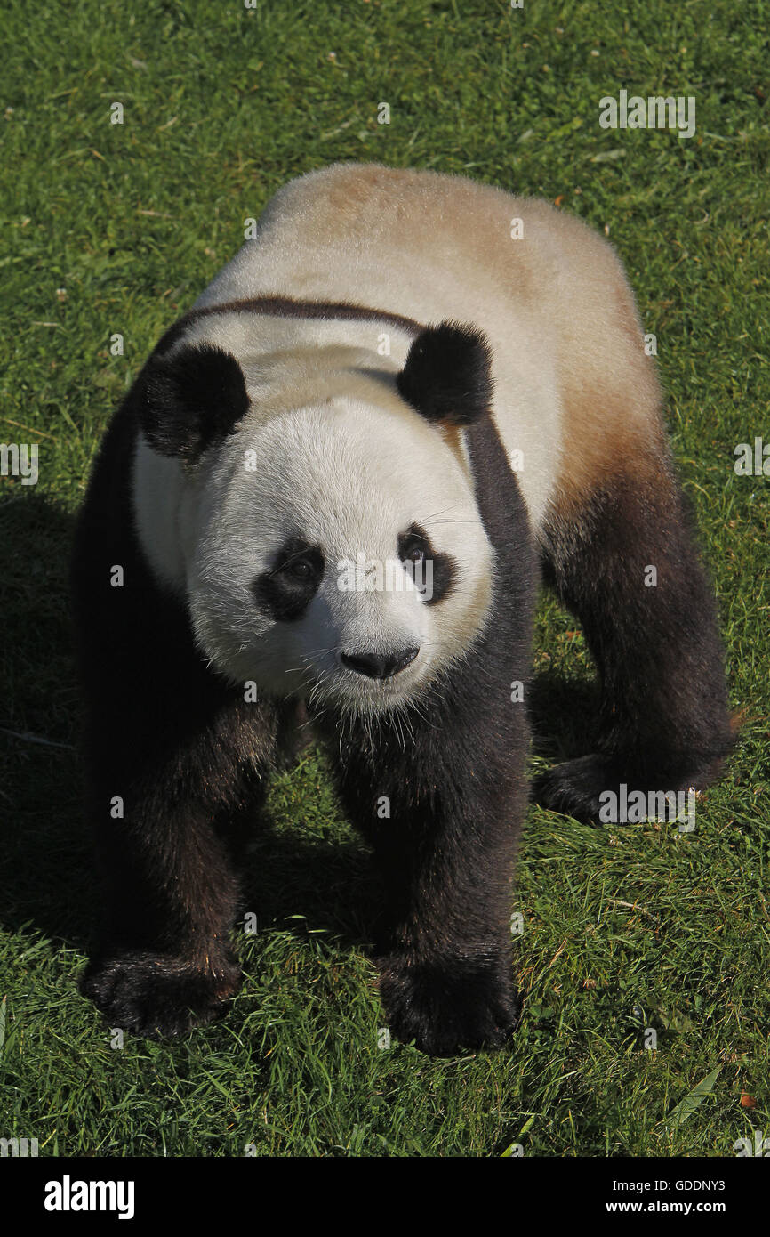 El panda gigante, Ailuropoda melanoleuca, adulto Foto de stock
