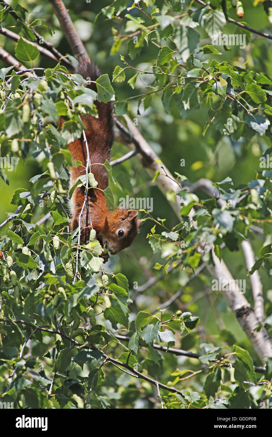 La ardilla roja, Sciurus vulgaris, colgando de la rama de adultos, Auvergne en Francia Foto de stock