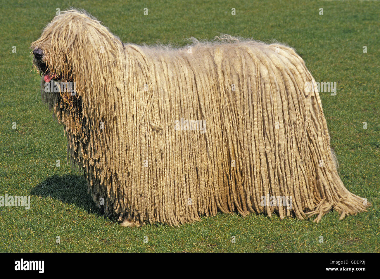 Perro Komondor, adulto de pie sobre el césped Foto de stock