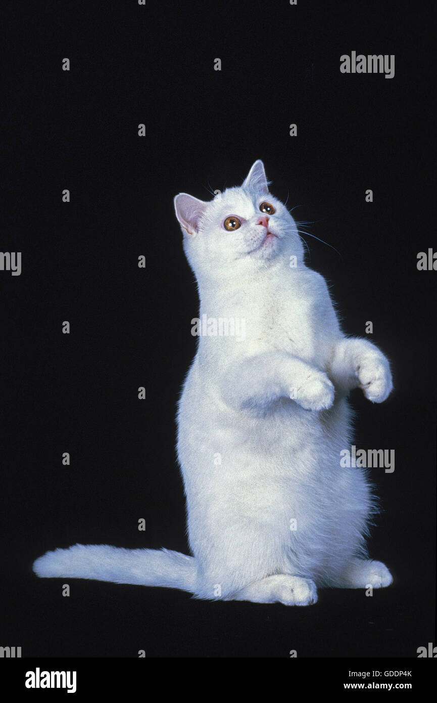 British Shorthair Blanco Gato doméstico, adulto sentado contra el fondo negro Foto de stock