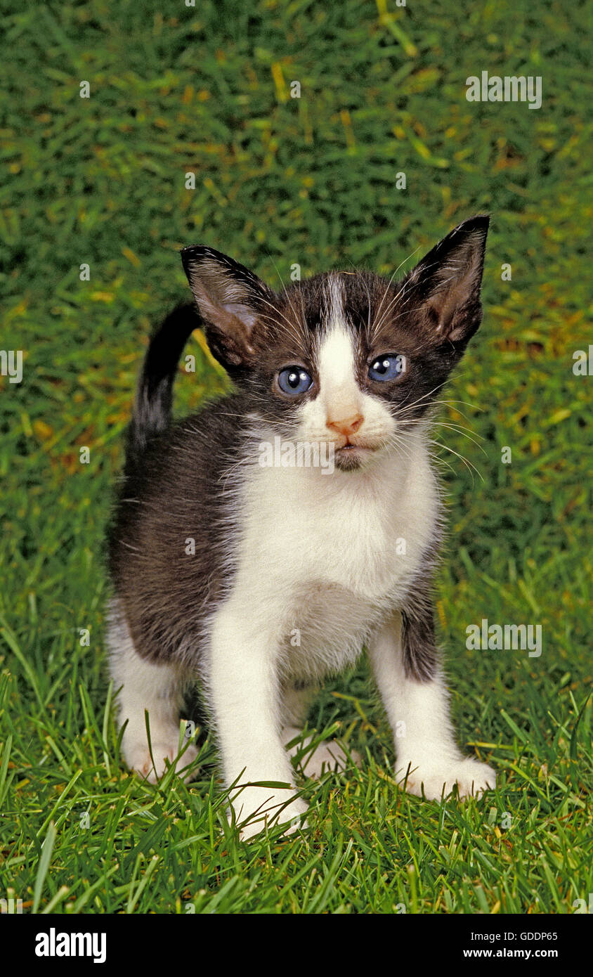 Gato doméstico orientales, Gatito de pie sobre el césped Foto de stock