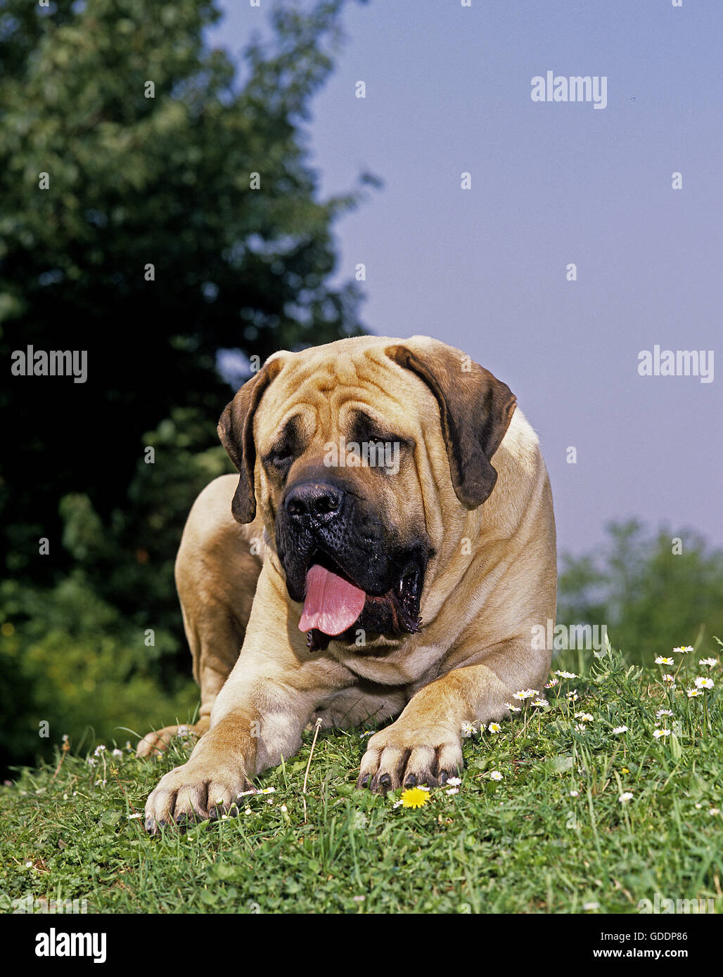 Mastiff perro adulto, poniendo sobre el césped Foto de stock