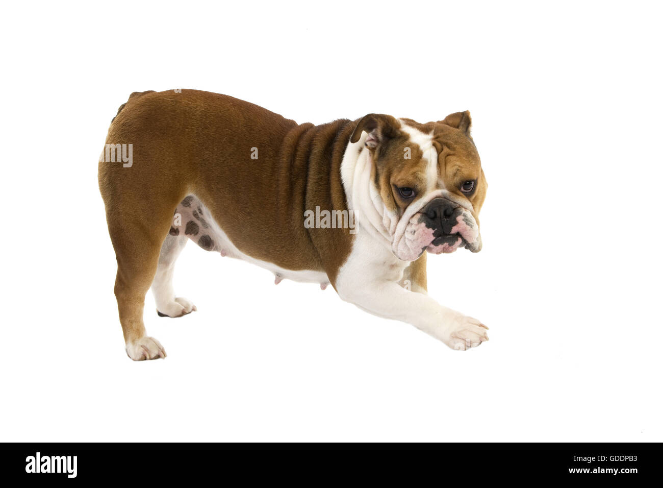 Bulldog Inglés, hembra de pie contra el fondo blanco. Foto de stock