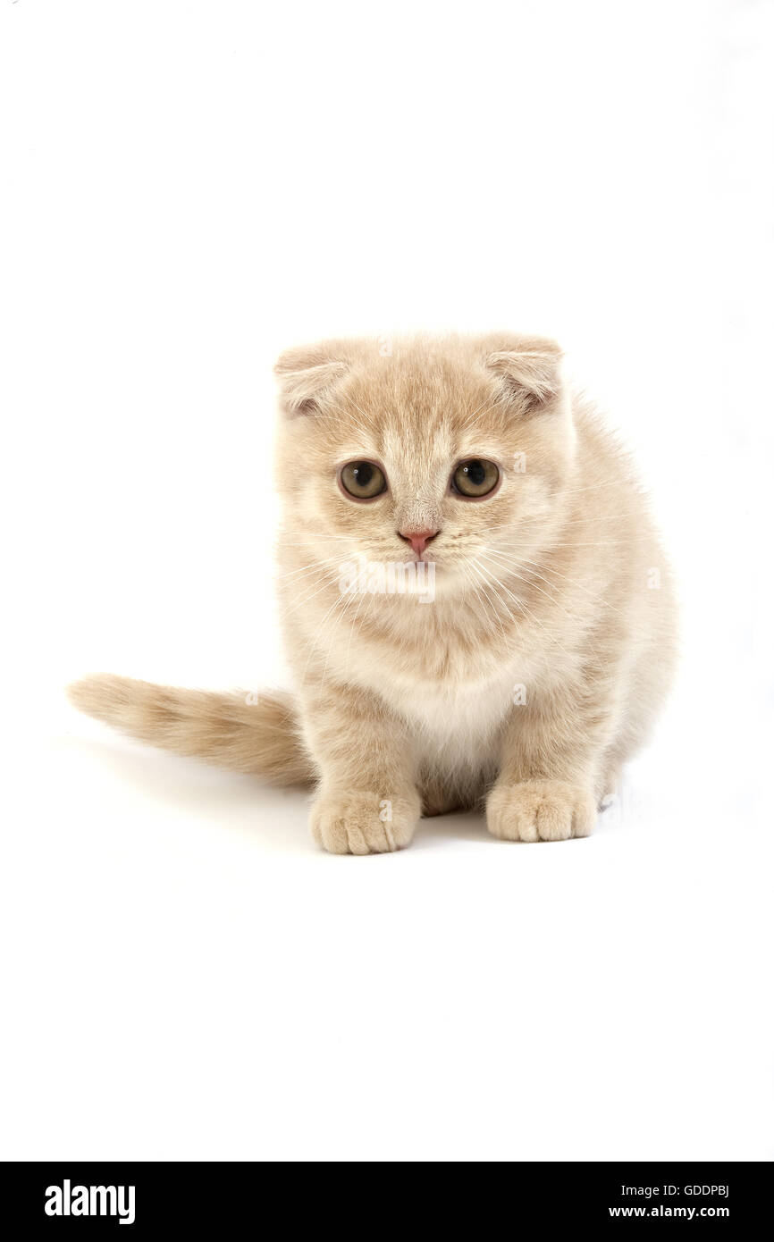 Fold escocés crema gato doméstico, 2 meses gatito de pie contra el fondo blanco. Foto de stock