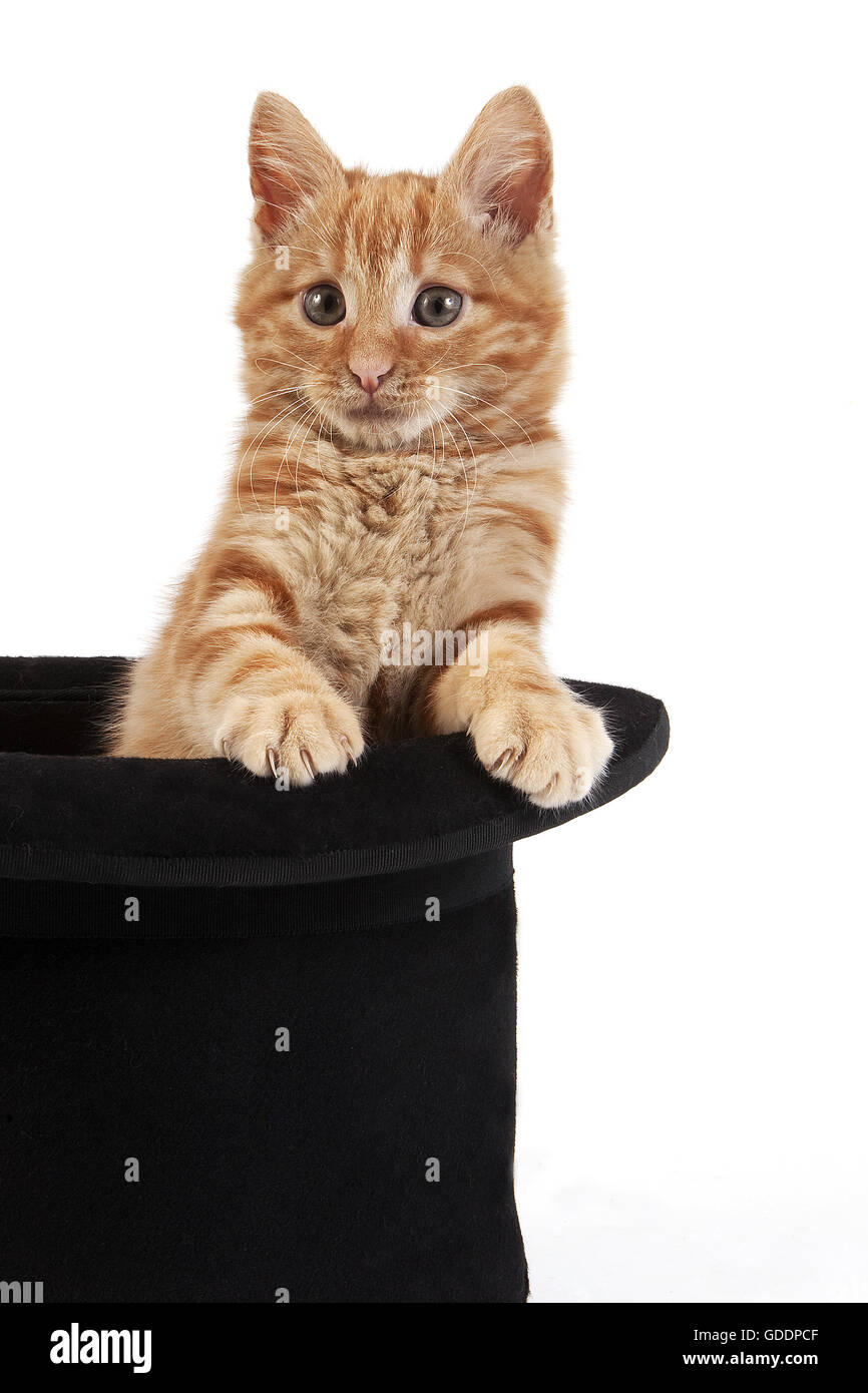 Rojo atigrado gato doméstico, gatito jugando en Hat contra el fondo blanco. Foto de stock