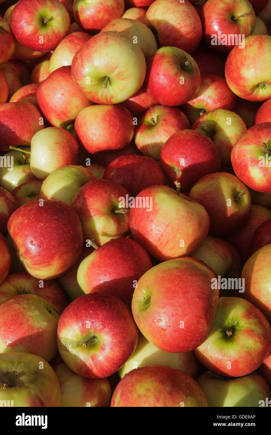 Las manzanas,Suiza Foto de stock