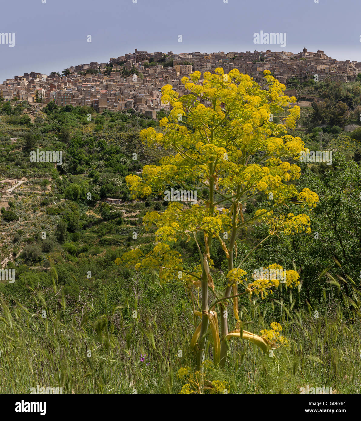 Umbellifer amarillo grande cerca de una aldea de montaña Foto de stock