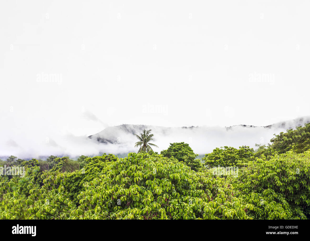 Bush línea superior vista de árbol verde bosque fresco y montain en blanco la niebla de la mañana para la naturaleza, el gran cielo de fondo con una niebla Foto de stock