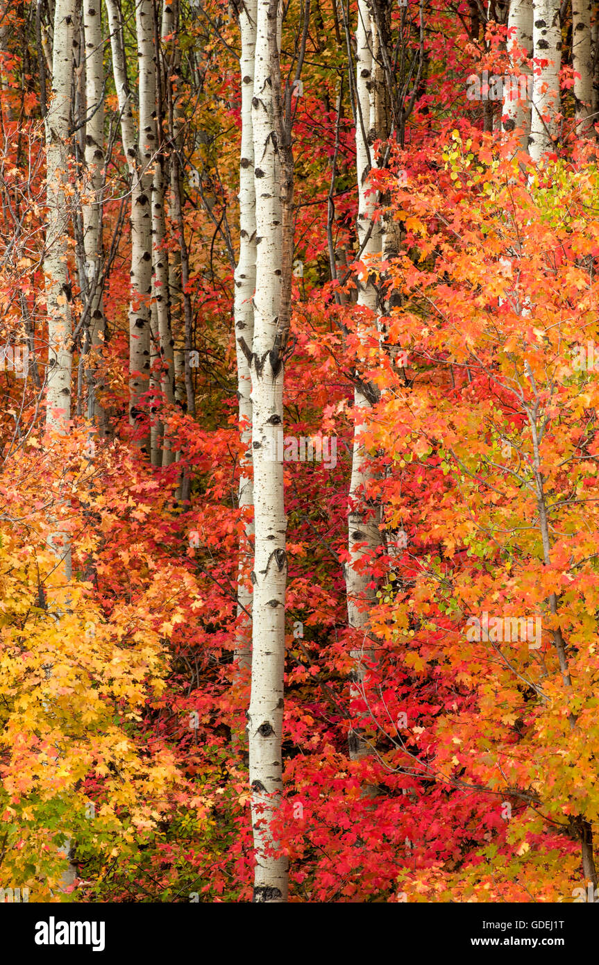 Colores de otoño de arce y Aspen árboles en las montañas Wasatch, Utah. Foto de stock
