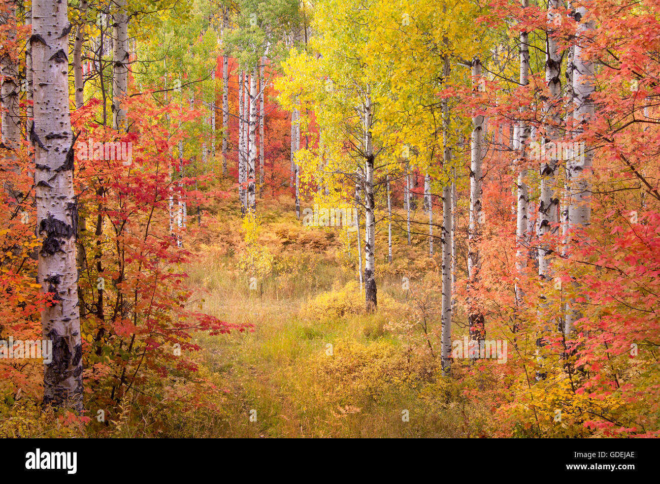 Colores de otoño de arce y Aspen árboles en las montañas Wasatch, Utah. Foto de stock