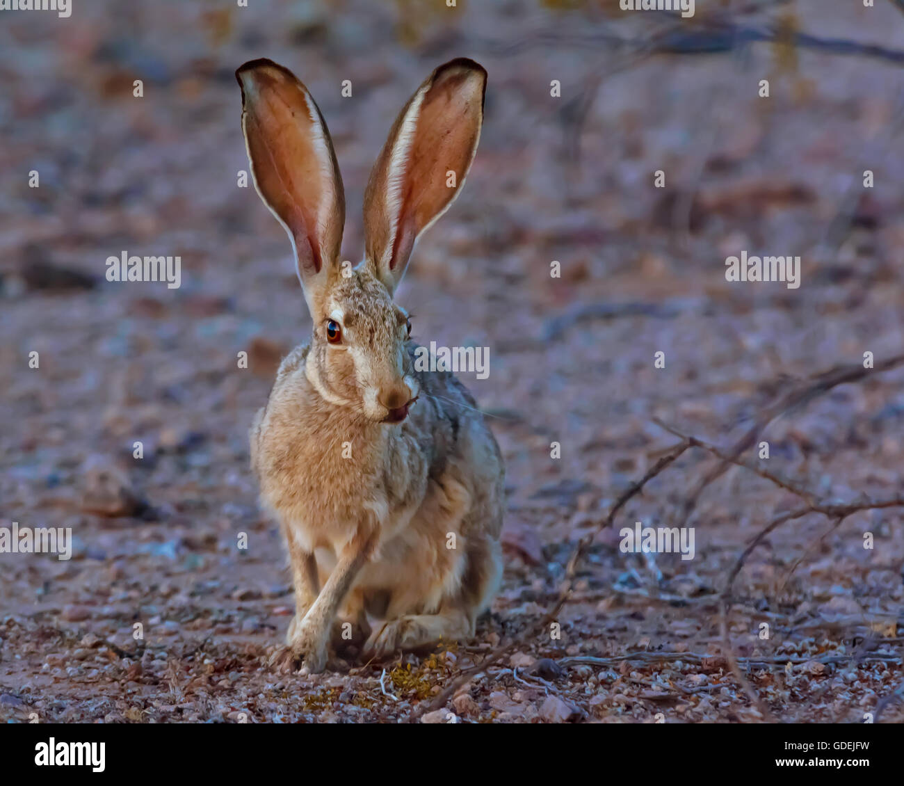 Retrato de un jackrabbit, Arizona, Estados Unidos, EE.UU. Foto de stock