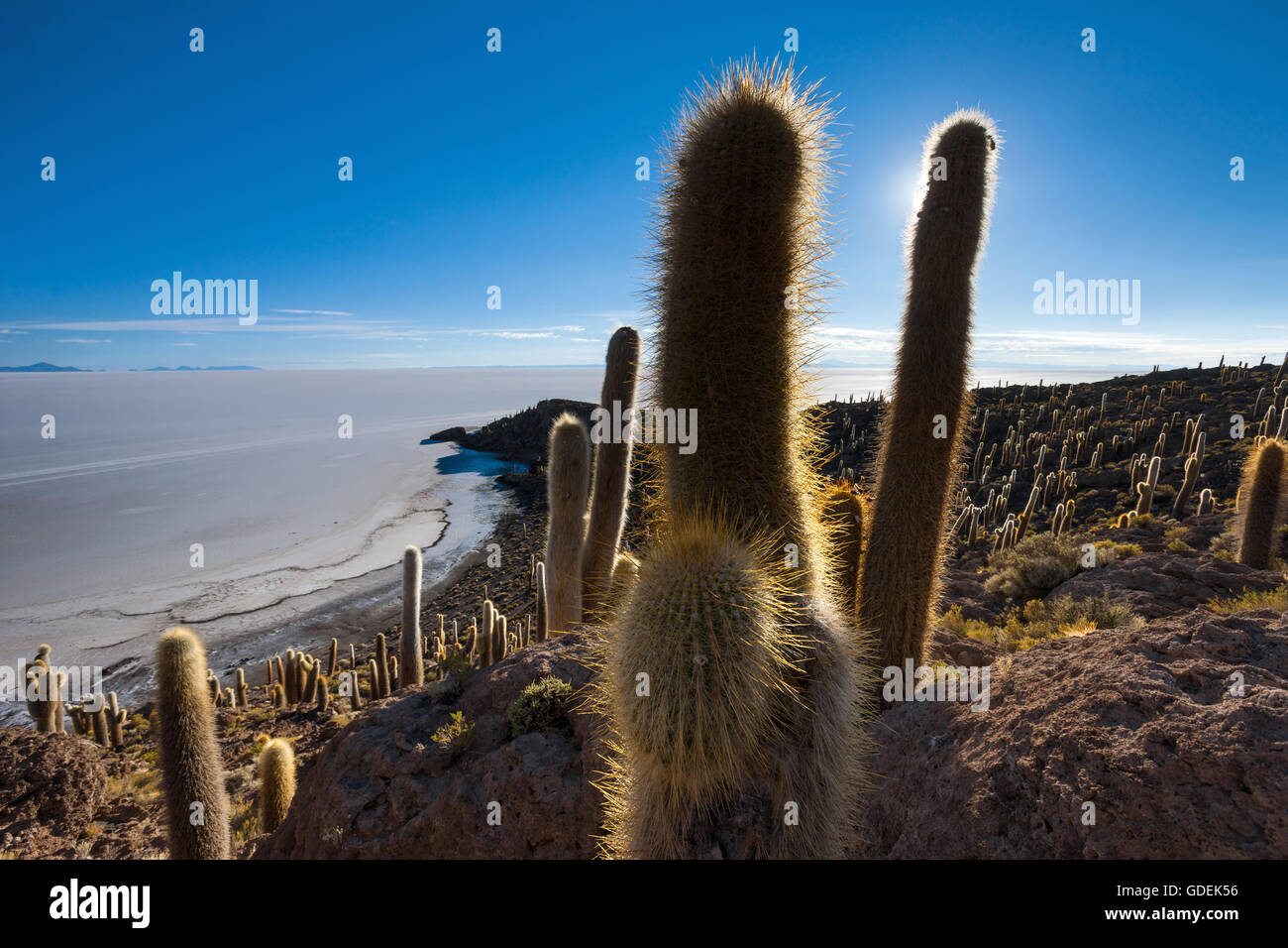 Los cactus,Bolivia,Altiplano Foto de stock