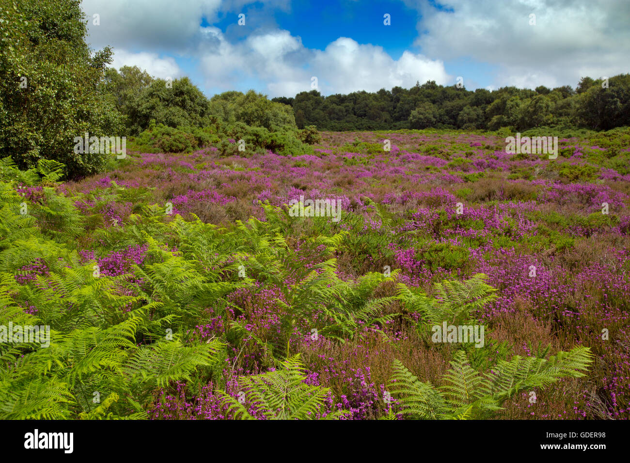 Kelling Heath Norfolk en julio con campana de brezo en flor Foto de stock