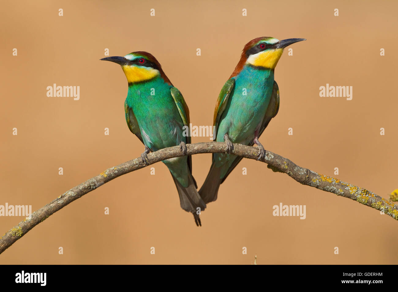 El abejaruco, Grecia / (Merops apiaster) Foto de stock