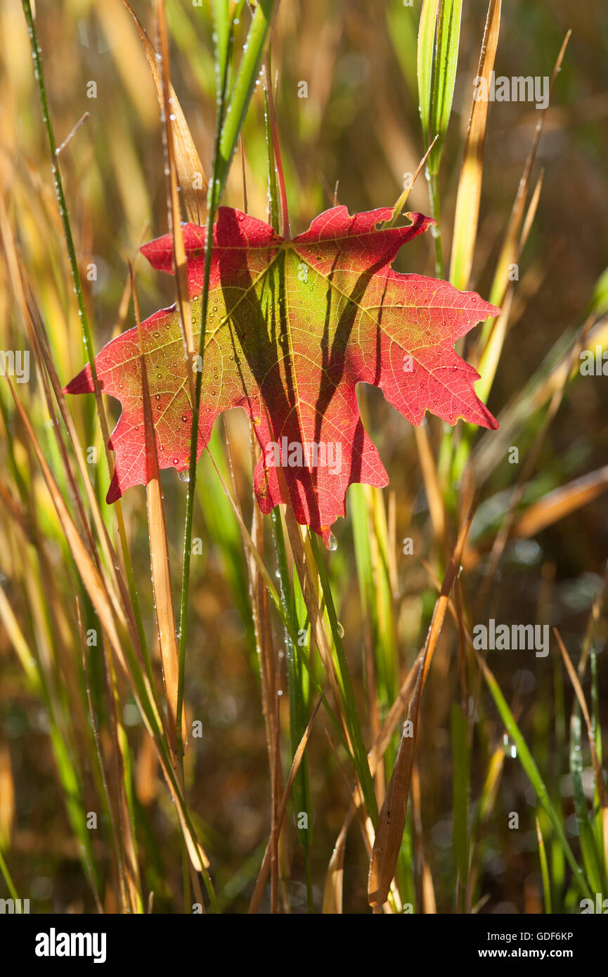 Rojo brillante otoño maple leaf suspendido sobre el césped. Foto de stock