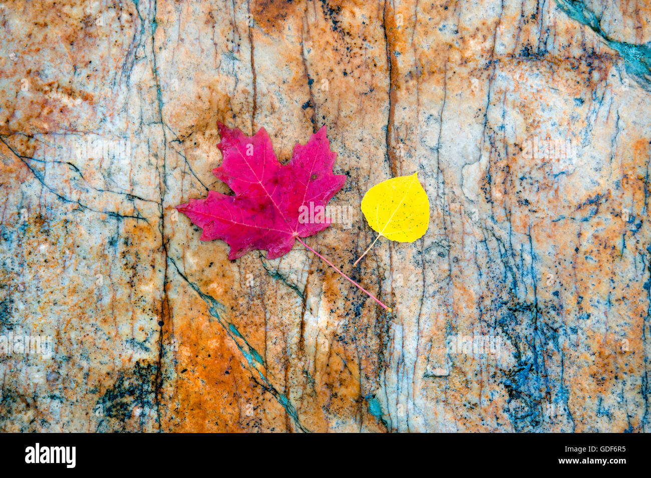 Otoño de arce y hojas de álamo en una roca. Foto de stock