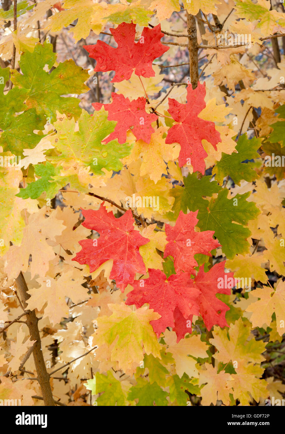 Rojo brillante otoño hojas de arce en hojas amarillas. Foto de stock