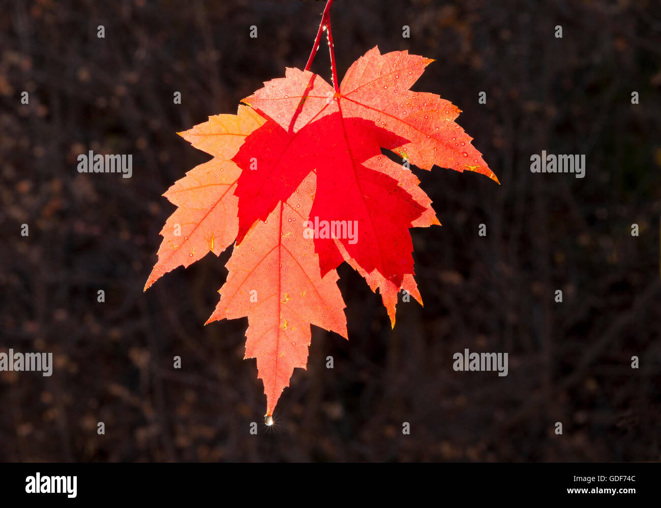 Hojas de arce en otoño de color rojo brillante. Foto de stock