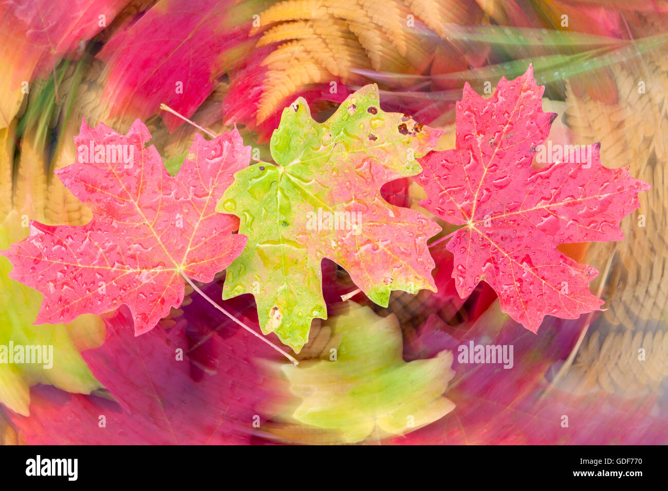 Colores de otoño hojas de arce suspendida sobre la caída de follaje color giratorio. Foto de stock