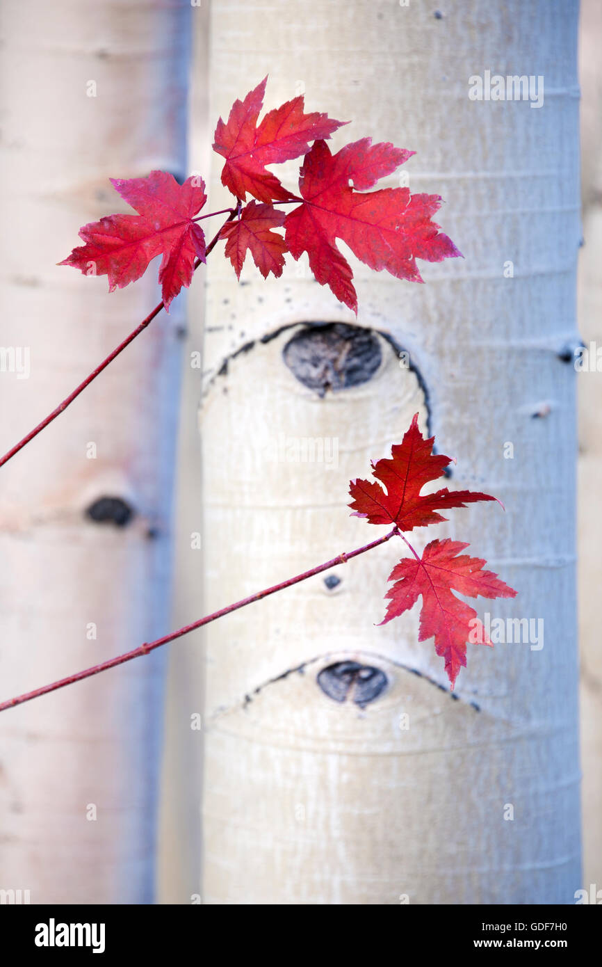 Aspen árboles con hojas de arce en otoño. Foto de stock