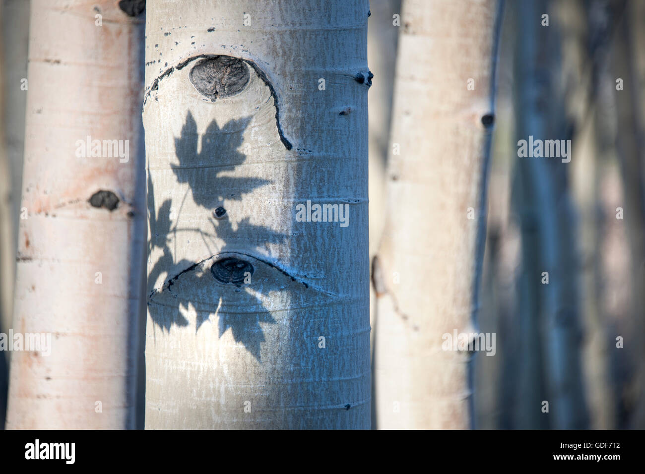 Las sombras de hojas de arce en árboles de Aspen. Foto de stock