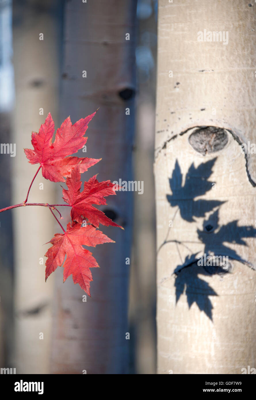 Aspen árboles con hojas de arce en otoño. Foto de stock
