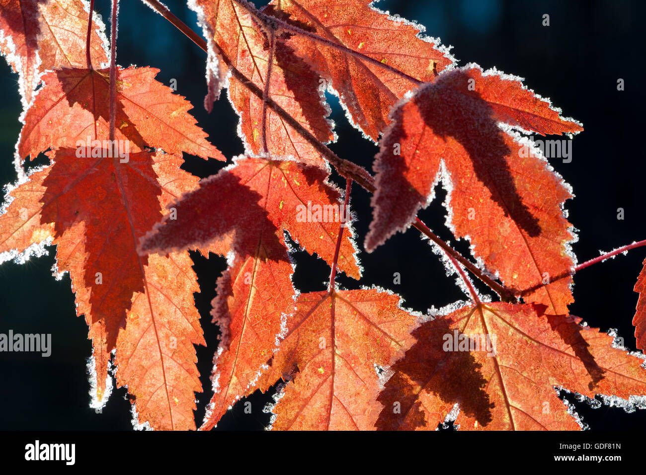 Close-up de frost bordearon el otoño hojas de arce. Foto de stock