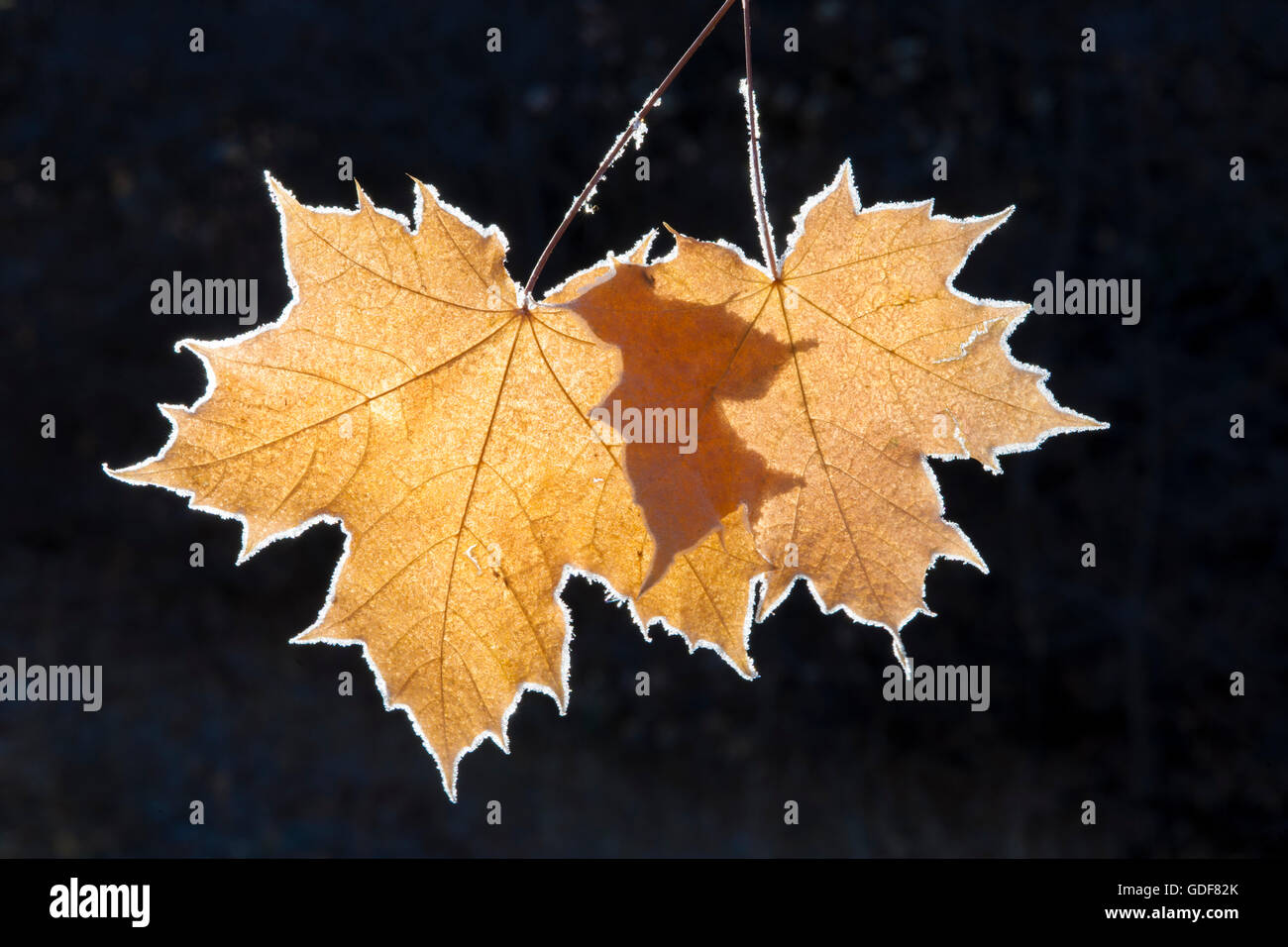 Close-up de frost bordearon el otoño hojas de arce. Foto de stock